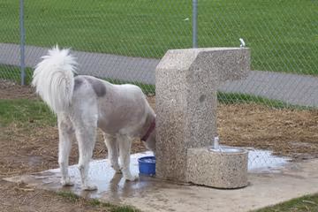 Staler Maloof Dog Park